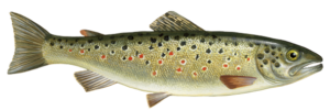 30-brook-trout