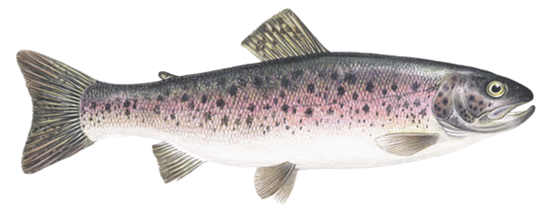 4-freshwater-trout